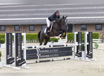 Belgisches Warmblut, Wallach, 4 Jahre, 162 cm, Rappe