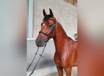 Belgisches Warmblut, Wallach, 4 Jahre, 163 cm, Hellbrauner