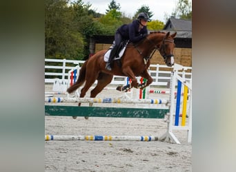 Belgisches Warmblut, Wallach, 4 Jahre, 164 cm, Fuchs