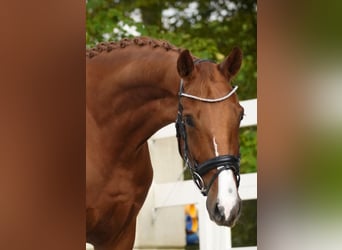 Belgisches Warmblut, Wallach, 4 Jahre, 164 cm, Fuchs