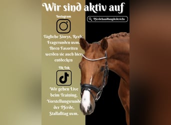 Belgisches Warmblut, Wallach, 4 Jahre, 164 cm, Fuchs