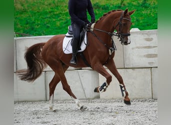 Belgisches Warmblut, Wallach, 4 Jahre, 164 cm, Fuchs