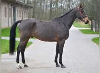 Belgisches Warmblut, Wallach, 4 Jahre, 164 cm, Rotbrauner