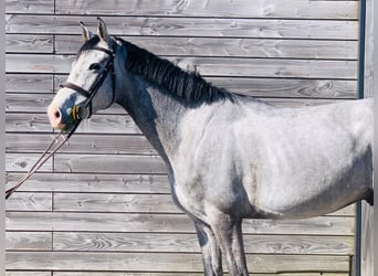 Belgisches Warmblut, Wallach, 4 Jahre, 164 cm, Schimmel