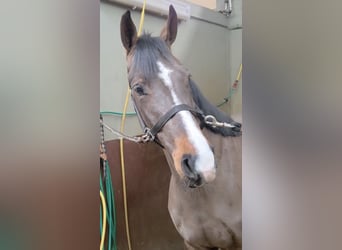 Belgisches Warmblut, Wallach, 4 Jahre, 165 cm, Brauner