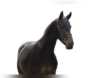 Belgisches Warmblut, Wallach, 4 Jahre, 165 cm, Dunkelbrauner