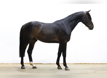 Belgisches Warmblut, Wallach, 4 Jahre, 165 cm, Dunkelbrauner