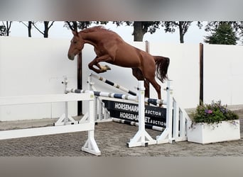 Belgisches Warmblut, Wallach, 4 Jahre, 165 cm, Dunkelfuchs