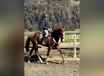 Belgisches Warmblut, Wallach, 4 Jahre, 165 cm, Fuchs