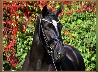 Belgisches Warmblut, Wallach, 4 Jahre, 165 cm, Rappe