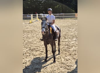 Belgisches Warmblut, Wallach, 4 Jahre, 165 cm, Schimmel