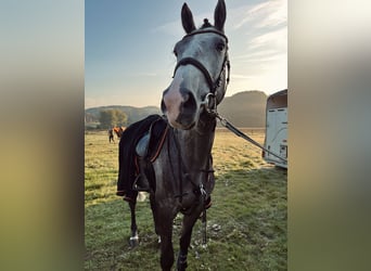 Belgisches Warmblut, Wallach, 4 Jahre, 165 cm, Schimmel