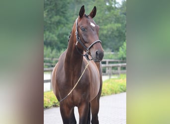 Belgisches Warmblut, Wallach, 4 Jahre, 166 cm, Dunkelbrauner