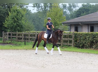 Belgisches Warmblut, Wallach, 4 Jahre, 166 cm, Dunkelbrauner