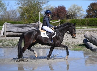 Belgisches Warmblut, Wallach, 4 Jahre, 166 cm, Schwarzbrauner