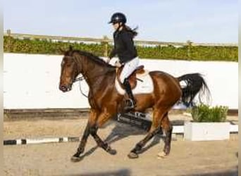 Belgisches Warmblut, Wallach, 4 Jahre, 167 cm, Brauner