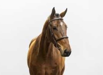 Belgisches Warmblut, Wallach, 4 Jahre, 167 cm, Brauner