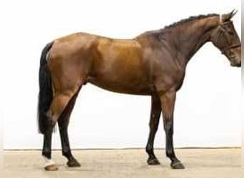 Belgisches Warmblut, Wallach, 4 Jahre, 167 cm, Brauner