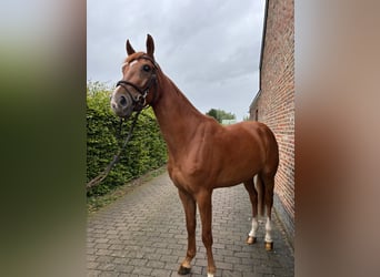 Belgisches Warmblut, Wallach, 4 Jahre, 167 cm, Fuchs
