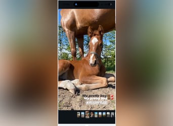 Belgisches Warmblut, Wallach, 4 Jahre, 167 cm, Fuchs