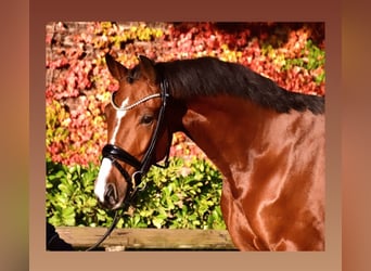 Belgisches Warmblut, Wallach, 4 Jahre, 168 cm, Brauner