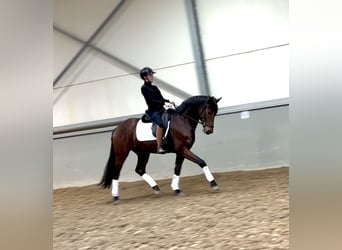 Belgisches Warmblut, Wallach, 4 Jahre, 168 cm, Dunkelbrauner