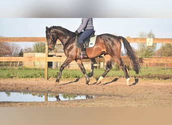Belgisches Warmblut, Wallach, 4 Jahre, 168 cm, Dunkelbrauner