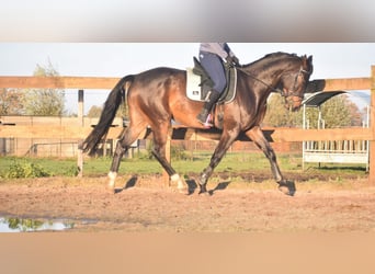 Belgisches Warmblut, Wallach, 4 Jahre, 168 cm, Dunkelbrauner