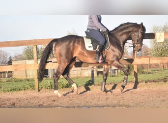 Belgisches Warmblut, Wallach, 4 Jahre, 168 cm, Dunkelbrauner