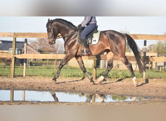 Belgisches Warmblut, Wallach, 4 Jahre, 168 cm, Dunkelbrauner