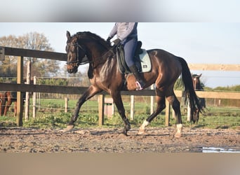 Belgisches Warmblut, Wallach, 4 Jahre, 168 cm, Dunkelbrauner