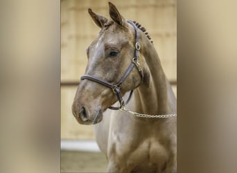 Belgisches Warmblut, Wallach, 4 Jahre, 168 cm, Dunkelfuchs