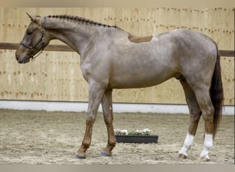 Belgisches Warmblut, Wallach, 4 Jahre, 168 cm, Dunkelfuchs