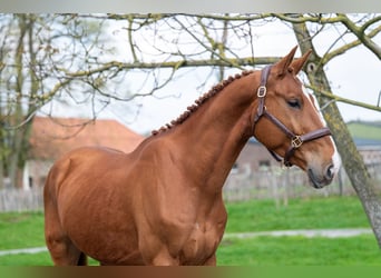 Belgisches Warmblut, Wallach, 4 Jahre, 168 cm