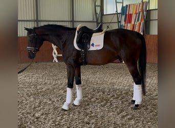 Belgisches Warmblut, Wallach, 4 Jahre, 169 cm, Dunkelbrauner