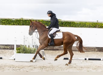 Belgisches Warmblut, Wallach, 4 Jahre, 169 cm, Fuchs