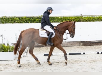 Belgisches Warmblut, Wallach, 4 Jahre, 169 cm, Fuchs
