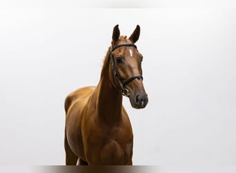 Belgisches Warmblut, Wallach, 4 Jahre, 169 cm, Fuchs