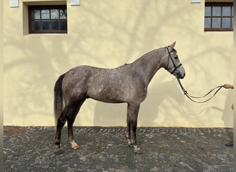 Belgisches Warmblut, Wallach, 4 Jahre, 169 cm, Schimmel