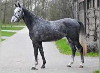 Belgisches Warmblut, Wallach, 4 Jahre, 169 cm, Schimmel