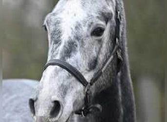 Belgisches Warmblut, Wallach, 4 Jahre, 169 cm, Schimmel