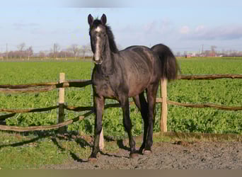Belgisches Warmblut, Wallach, 4 Jahre, 169 cm, Schimmel