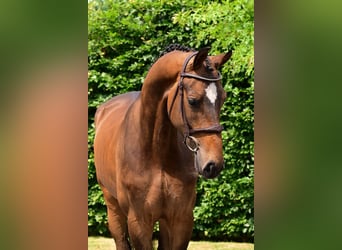 Belgisches Warmblut, Wallach, 4 Jahre, 170 cm, Brauner