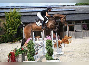 Belgisches Warmblut, Wallach, 4 Jahre, 170 cm, Brauner