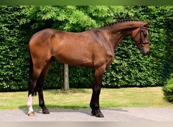Belgisches Warmblut, Wallach, 4 Jahre, 170 cm, Brauner