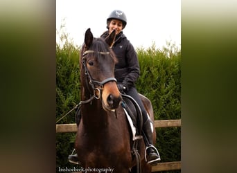 Belgisches Warmblut, Wallach, 4 Jahre, 170 cm, Dunkelbrauner