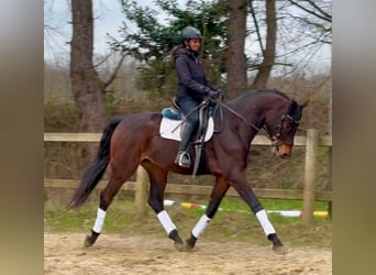 Belgisches Warmblut, Wallach, 4 Jahre, 170 cm, Dunkelbrauner