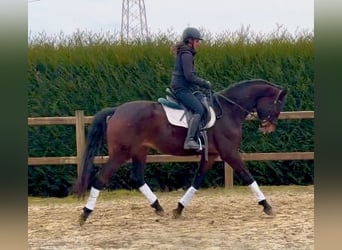 Belgisches Warmblut, Wallach, 4 Jahre, 170 cm, Dunkelbrauner