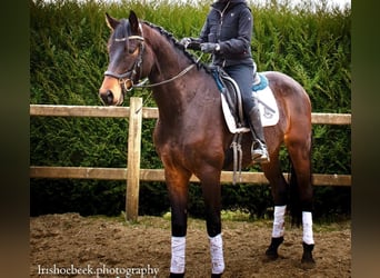 Belgisches Warmblut, Wallach, 4 Jahre, 170 cm, Dunkelbrauner