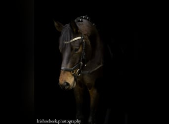 Belgisches Warmblut, Wallach, 4 Jahre, 170 cm, Dunkelbrauner